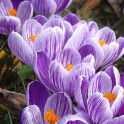 Crocus 'Pickwick'